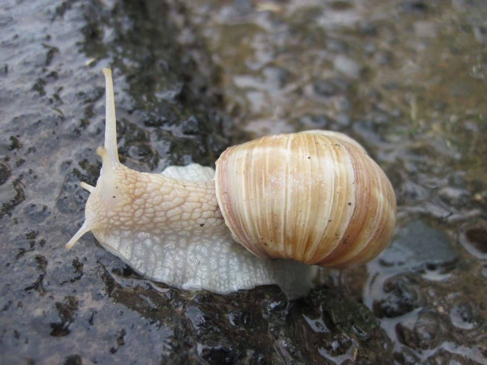 beige and white snail preview