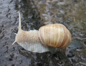 beige and white snail thumbnail