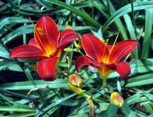 2 red flowers thumbnail