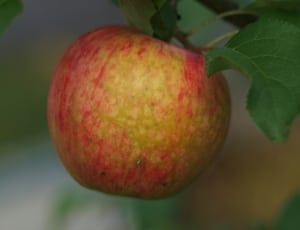 yellow and red apple thumbnail