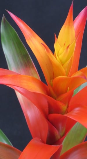 multicolored flower thumbnail