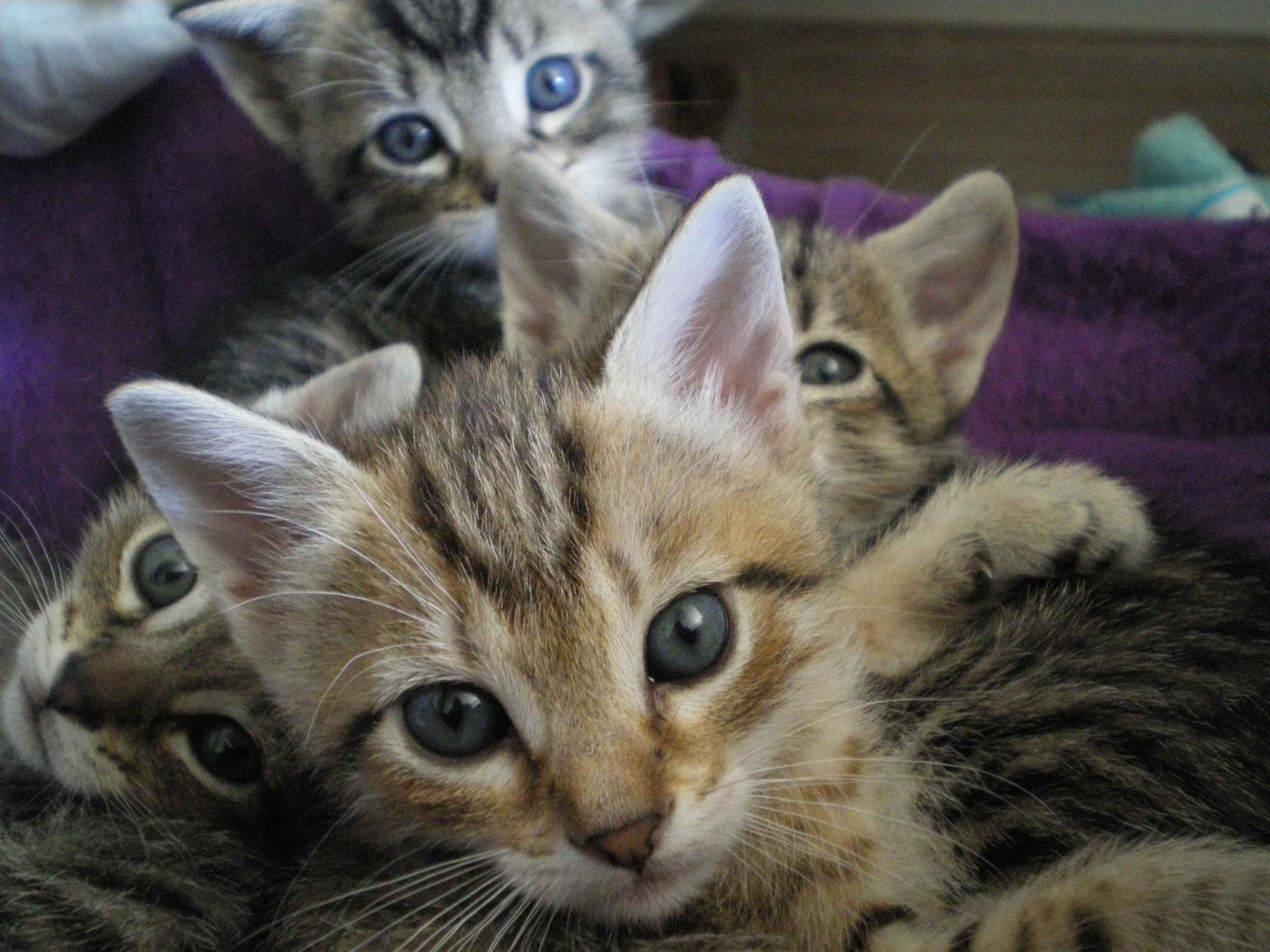 4 brown tabby kitten