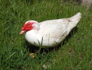 white and red goose thumbnail