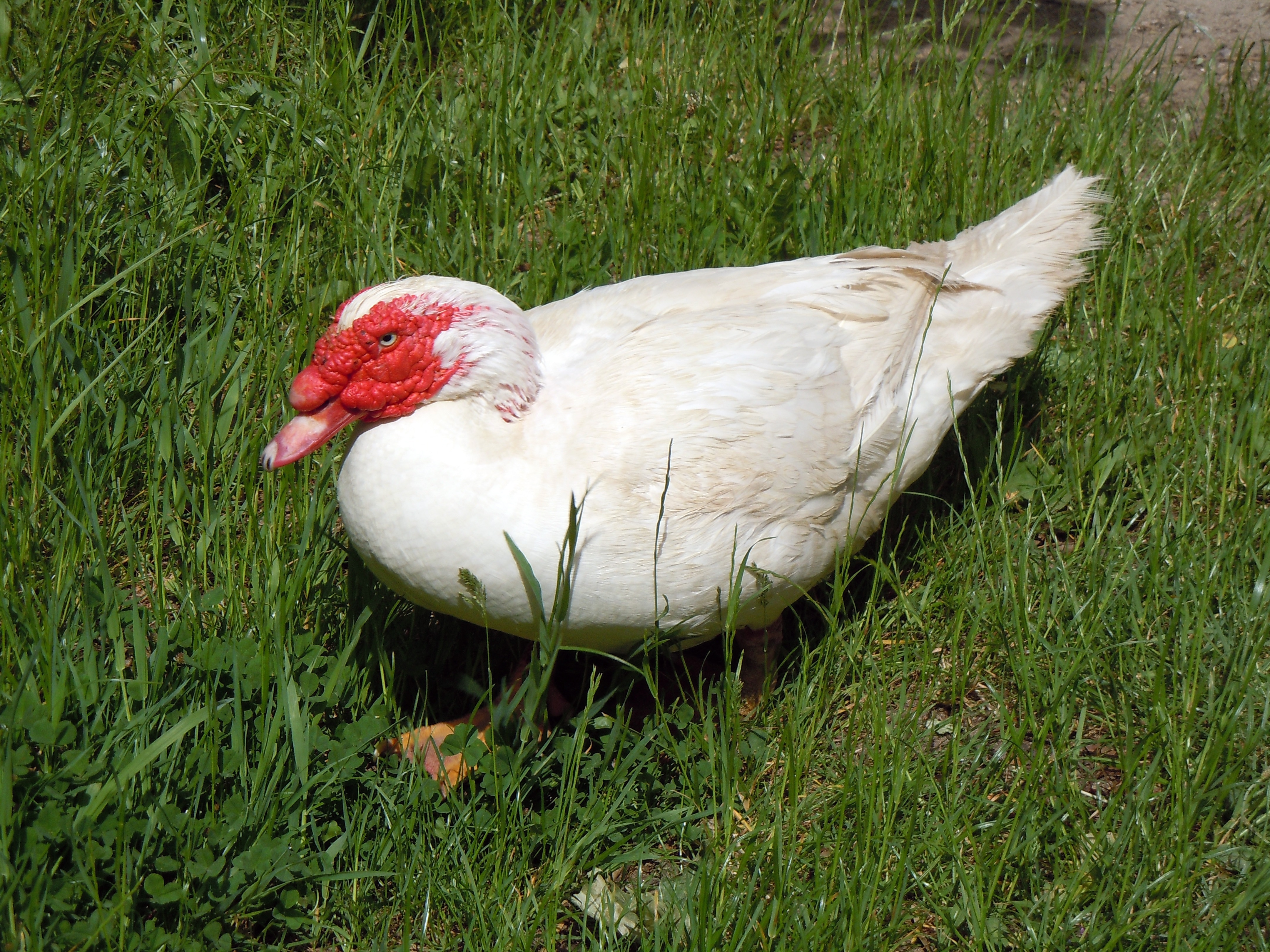 white and red goose