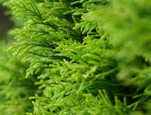 green pine leaf thumbnail