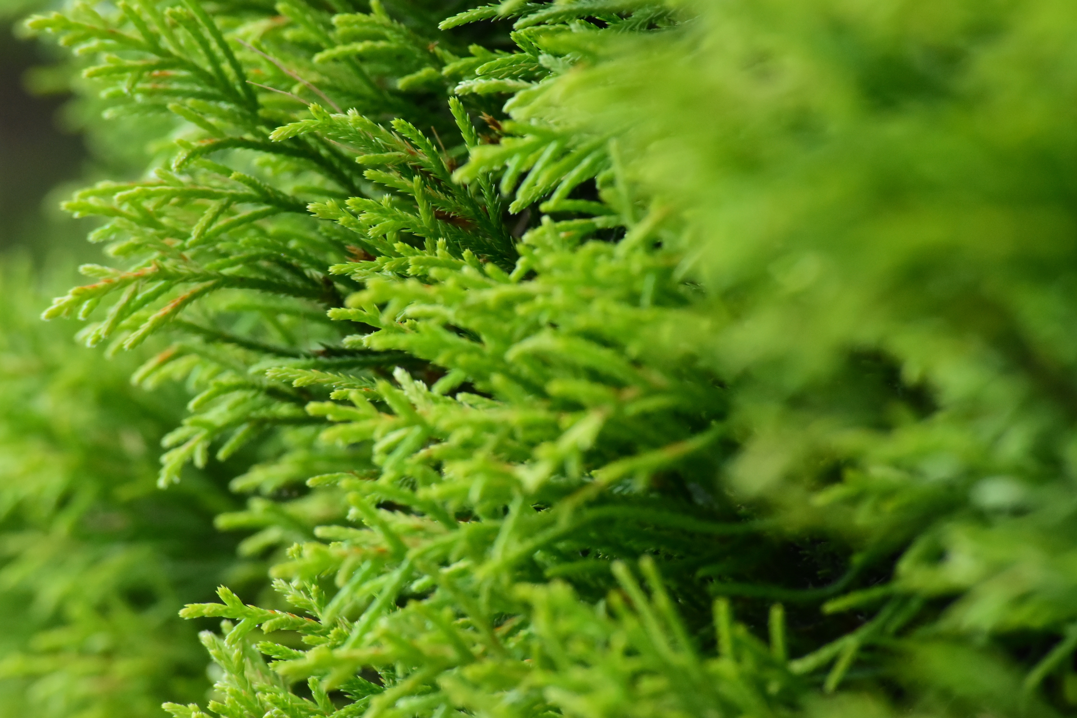 green pine leaf