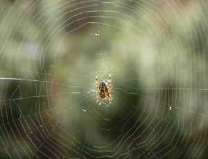 brown and black orb weaver spider thumbnail