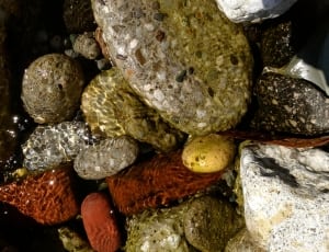 assorted pebble stones thumbnail
