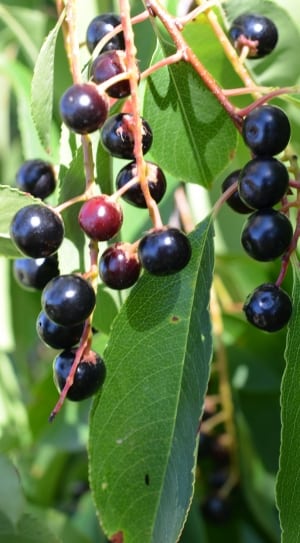 black cherries thumbnail