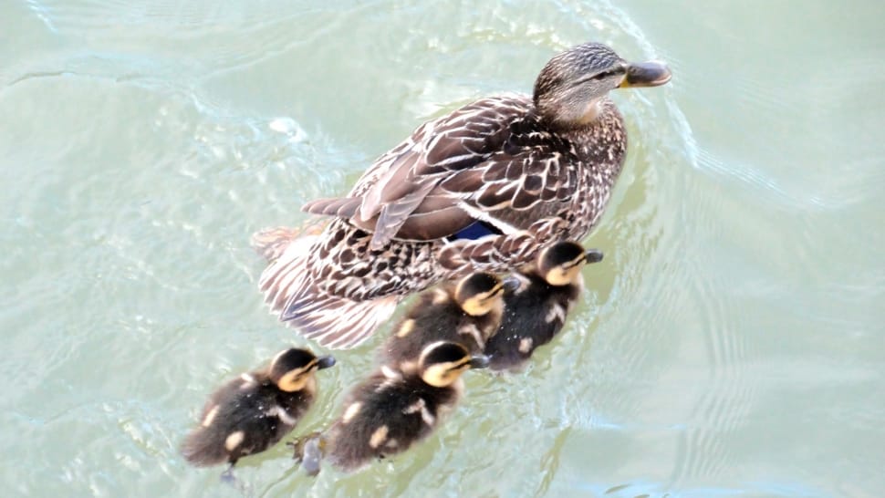 black and white duck with ducklings preview