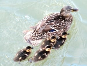 black and white duck with ducklings thumbnail