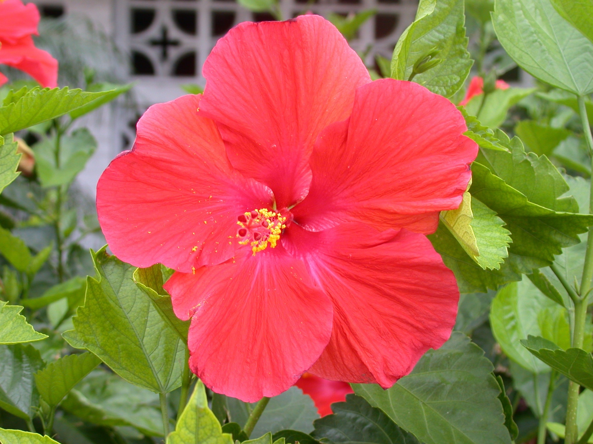 pink gumamela flower
