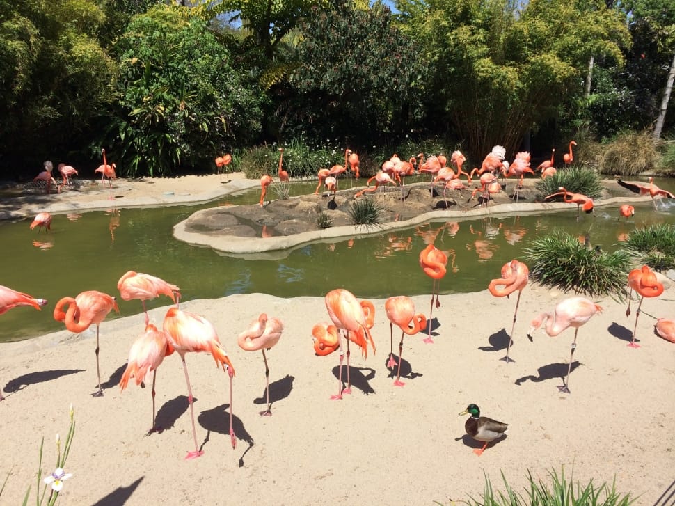 flock of flamingo preview