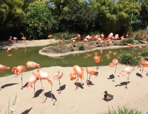 flock of flamingo thumbnail