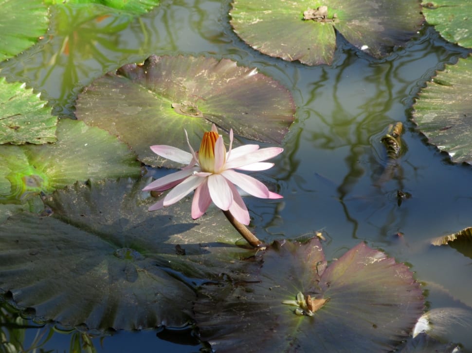 pink water lily preview