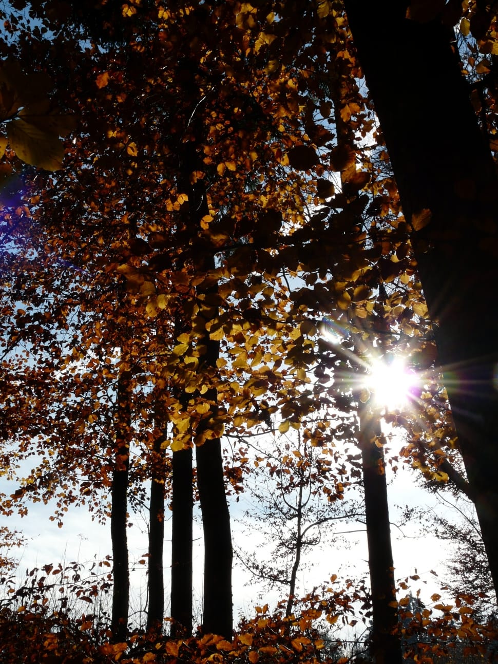 brown trees preview
