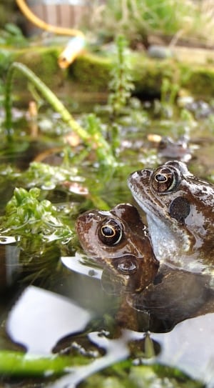 two brown and green frogs thumbnail