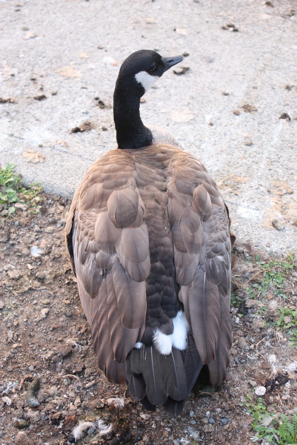 brown and black goose preview