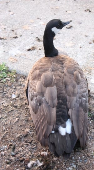 brown and black goose thumbnail