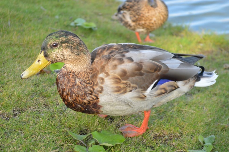 mallard duck on green grass field preview