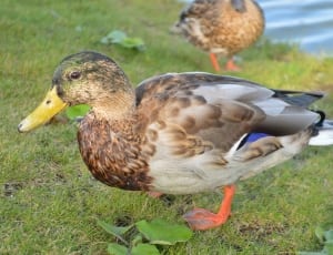 mallard duck on green grass field thumbnail