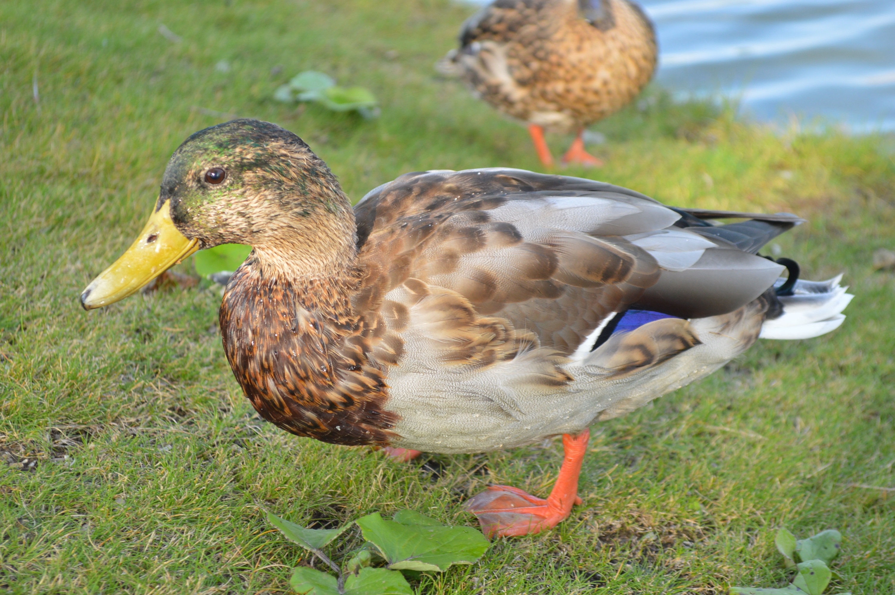 mallard duck on green grass field