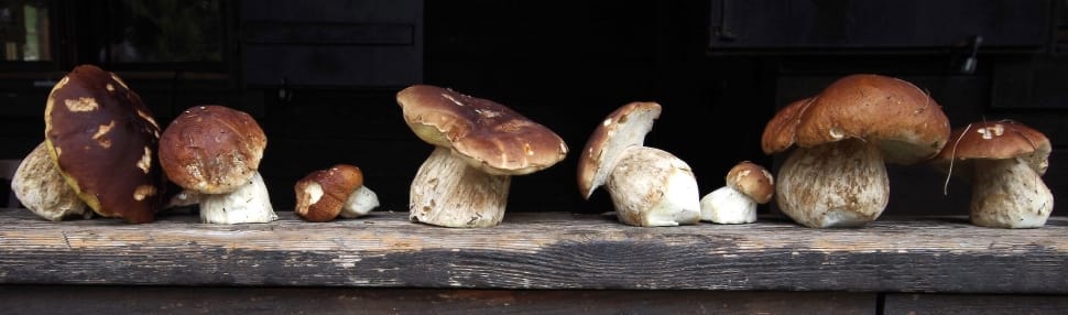 mushroom lot preview