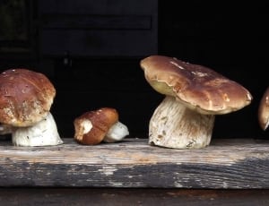 mushroom lot thumbnail