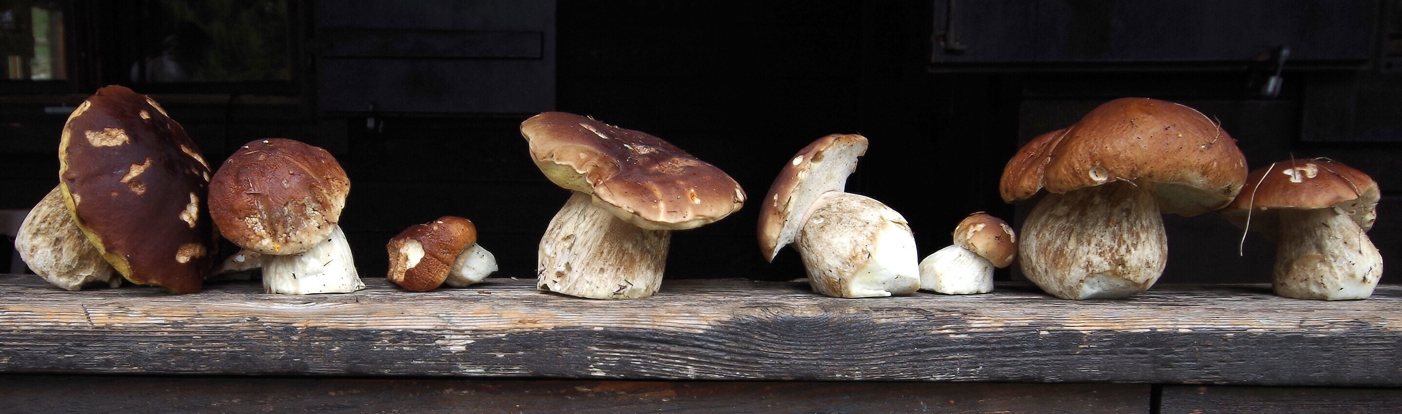 mushroom lot