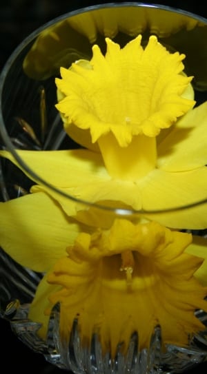 yellow daffodils in glass bowl thumbnail