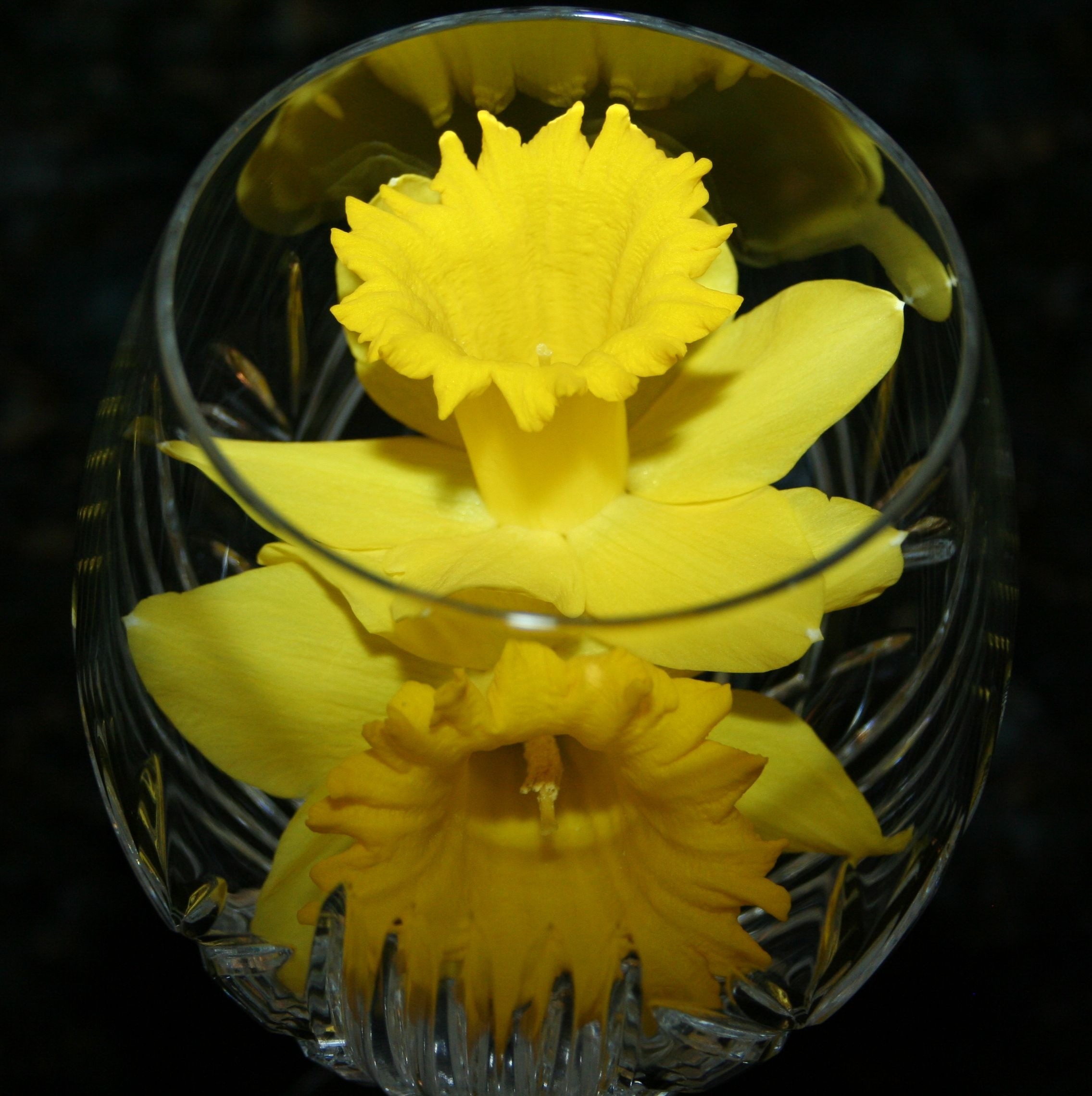 yellow daffodils in glass bowl