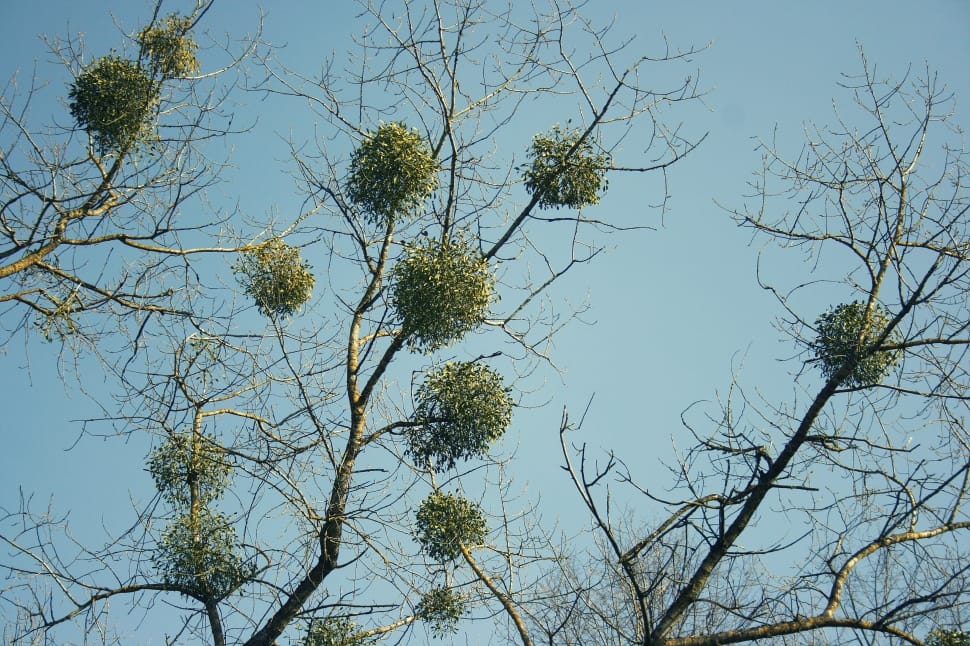 green leaf tree preview