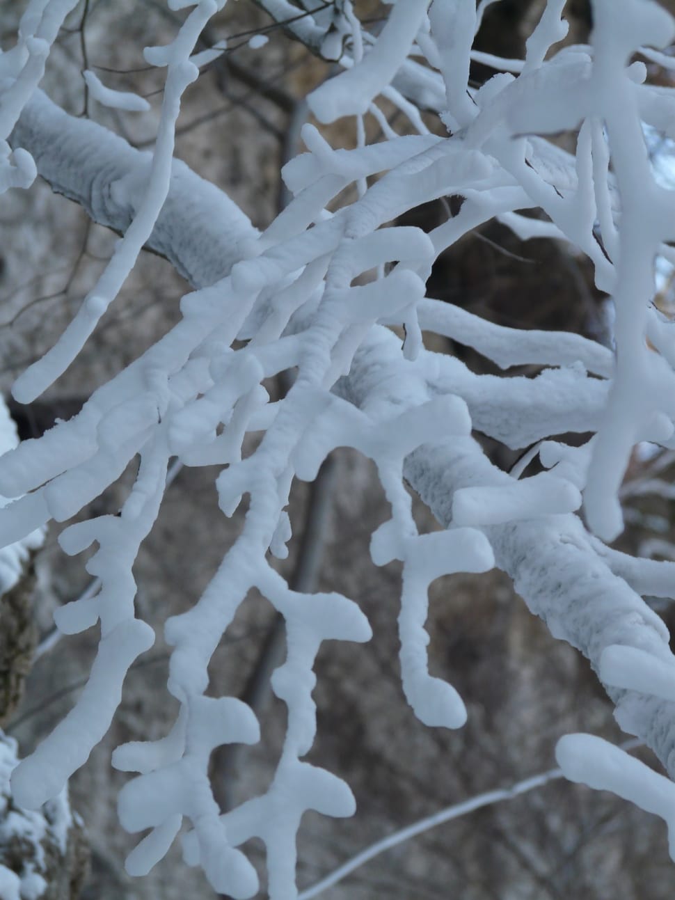 white frozen tree stem preview