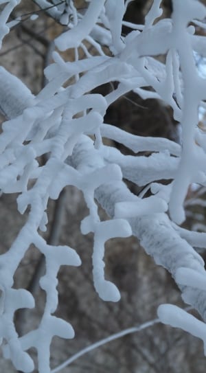 white frozen tree stem thumbnail
