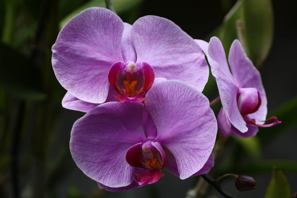 purple petaled orchid preview