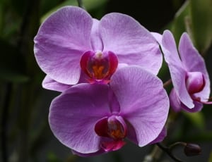purple petaled orchid thumbnail