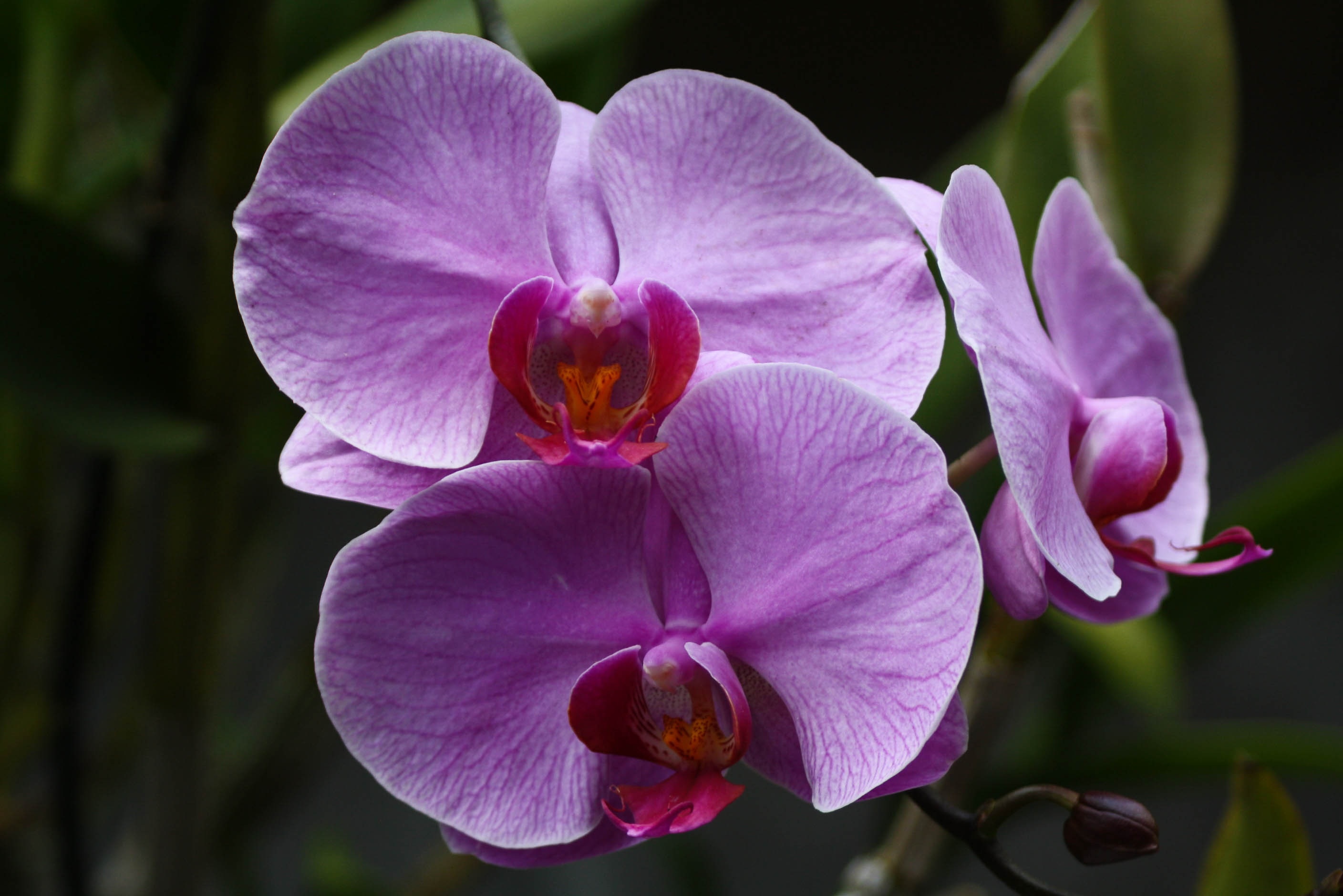 purple petaled orchid