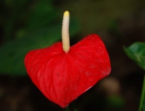 red heart shaped flower thumbnail