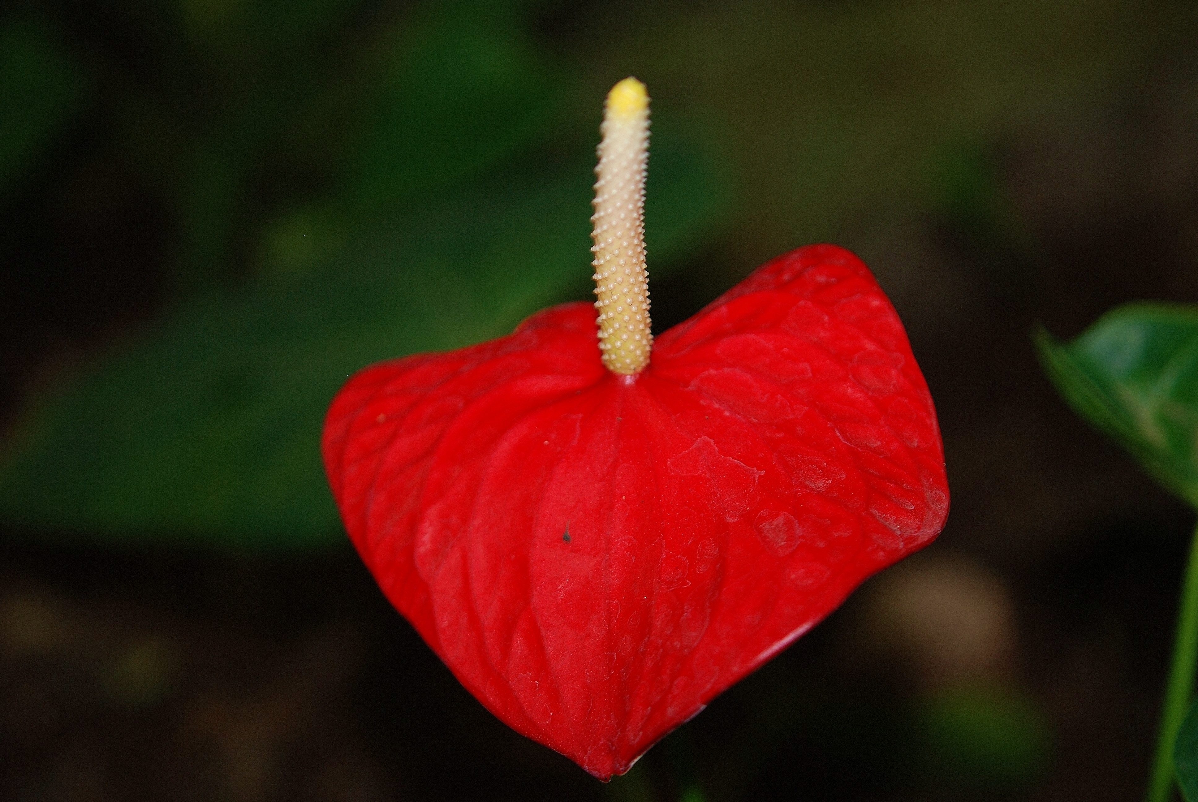 red heart shaped flower