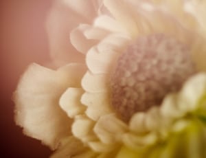beige petaled fabric flower thumbnail