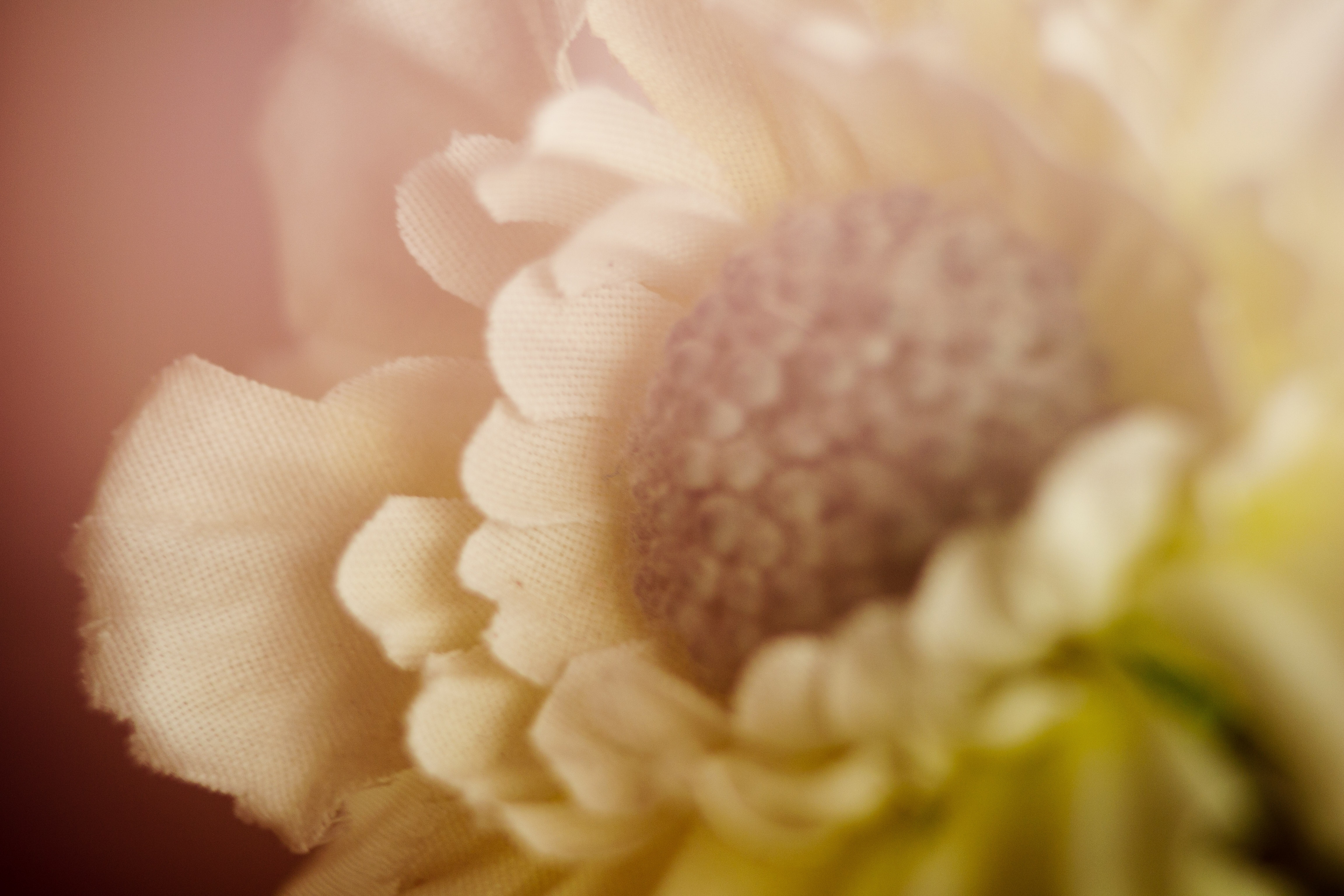beige petaled fabric flower