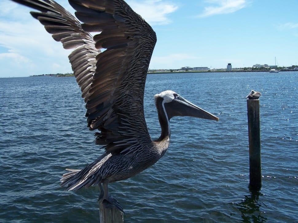 gray pelican preview