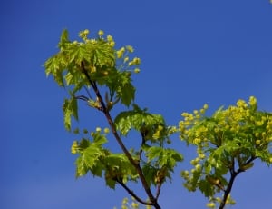 photo of green leaf tree thumbnail