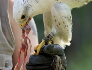 white feathered eagle thumbnail