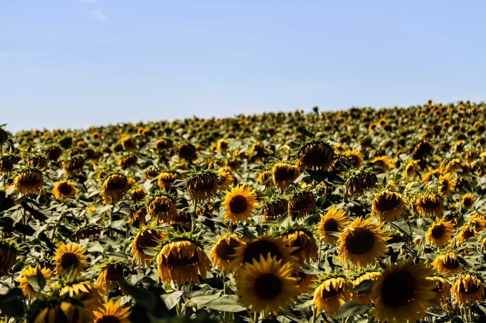 yellow sunflower field during daytime preview
