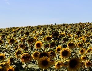 yellow sunflower field during daytime thumbnail