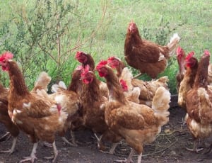 brood of rooster thumbnail