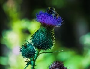 purple and green flower thumbnail