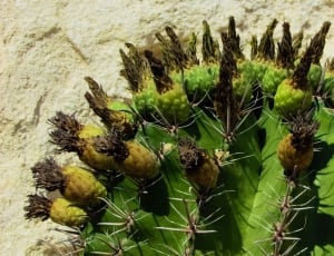 green and yellow cactus plant thumbnail