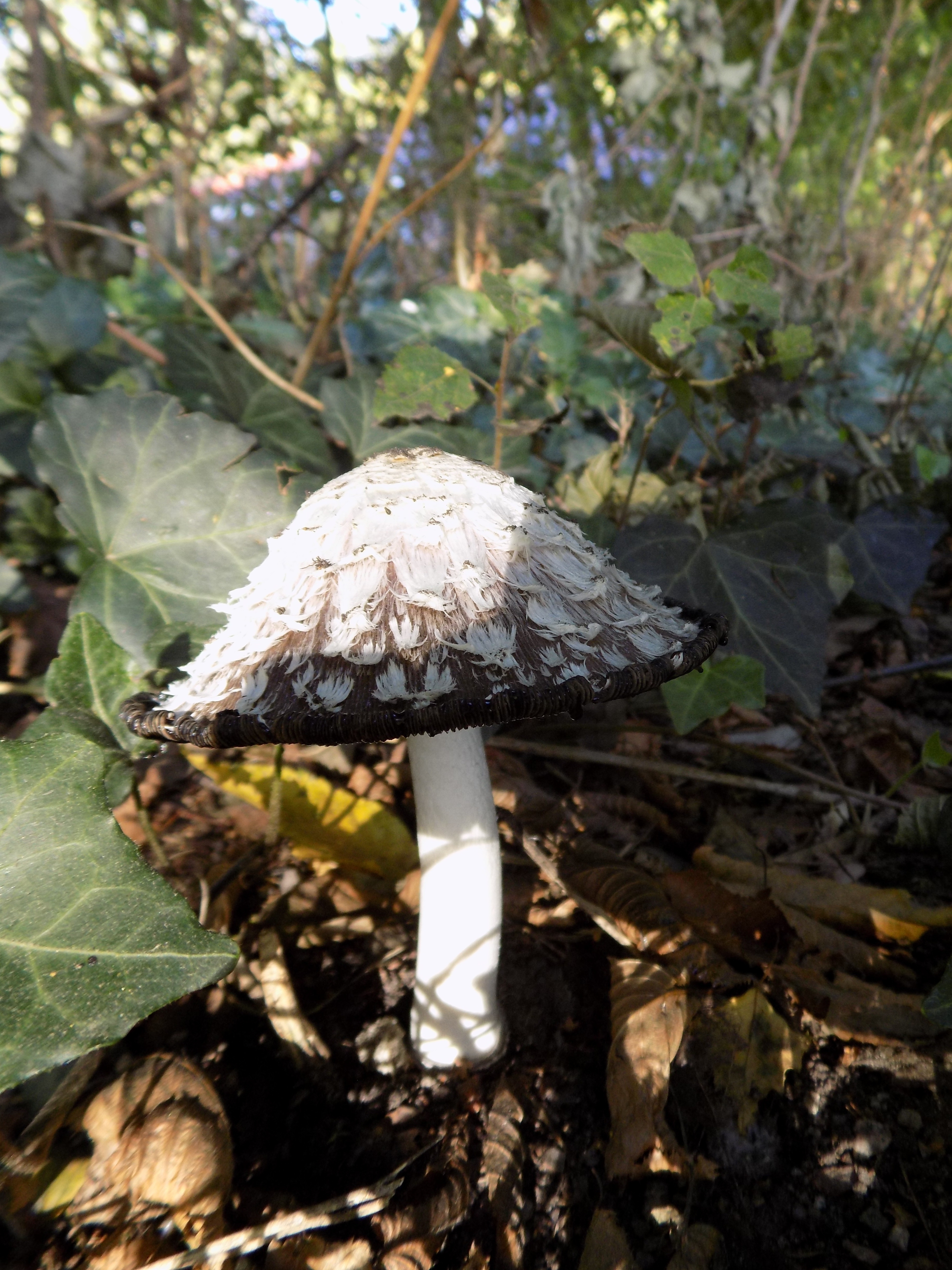gray and white mushroom